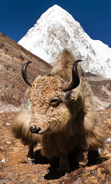 istock Yak on the way to Everest base camp 505874286