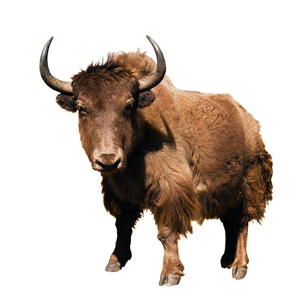 istock brown yak (Bos mutus) isolated on white background 505874336