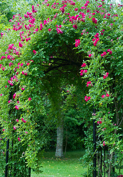 istock Red climbing roses on an iron trellis in summer. 505874350