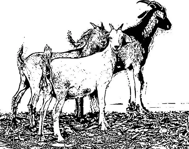Vector illustration of Herd Of Goats