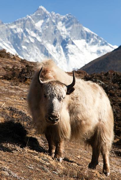 istock Yak and mount lhotse - Nepal 505874916