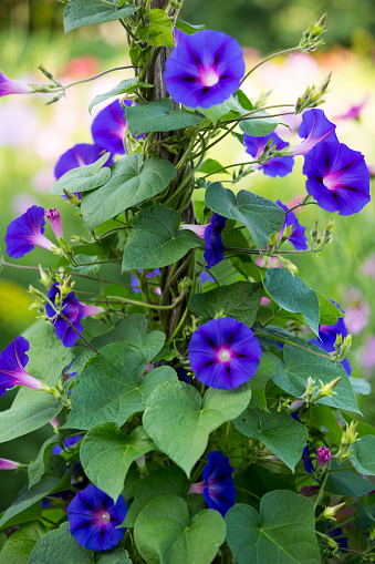 Blue butterfly pea flower in garden with green leaves on blurred background.