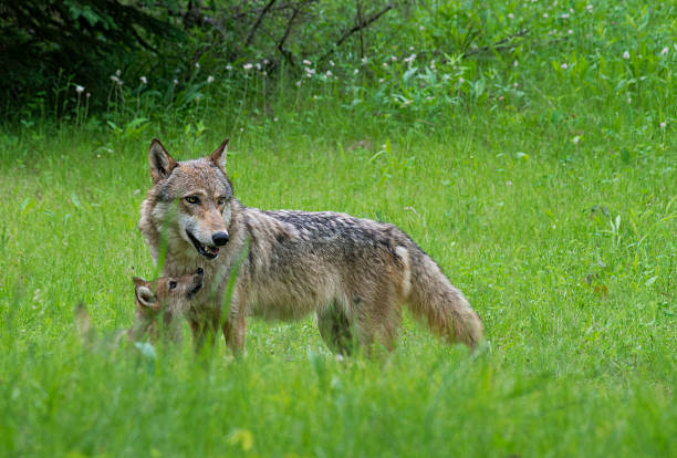 istock Gray Wolf and pup in green grass. 505875248