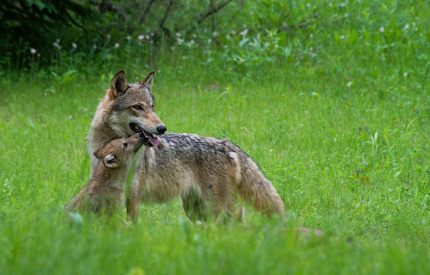 istock Gray Wolf and pup in green grass. 505875292