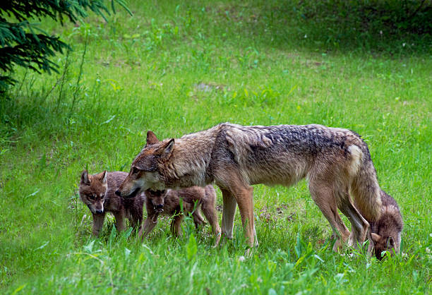 istock Gray Wolf playing with pups in green grass. 505875450