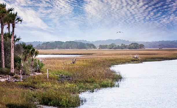 Florida Salt Marshes and Wildlife Preserve A shot of the Timucuan Ecological & Historic Preserve in Jacksonville, Florida.  brown pelican stock pictures, royalty-free photos & images