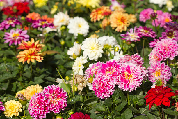 istock all dahlia flower in garden 505876296