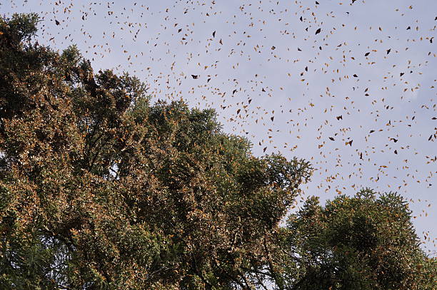 istock Monarch Butterfly - Mariposa Monarca 505886050