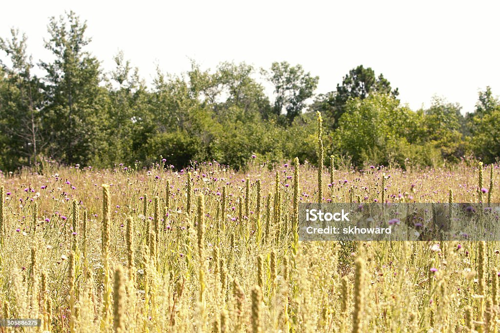 Wildflowers in a Minnesota Wilderness Area Wildflowers in a Minnesota wilderness area. Flower Stock Photo