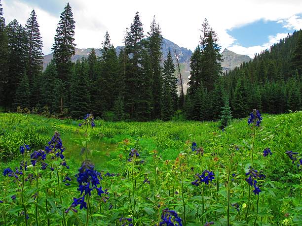 istock Purple Wildflower Mountain Scene 505886347