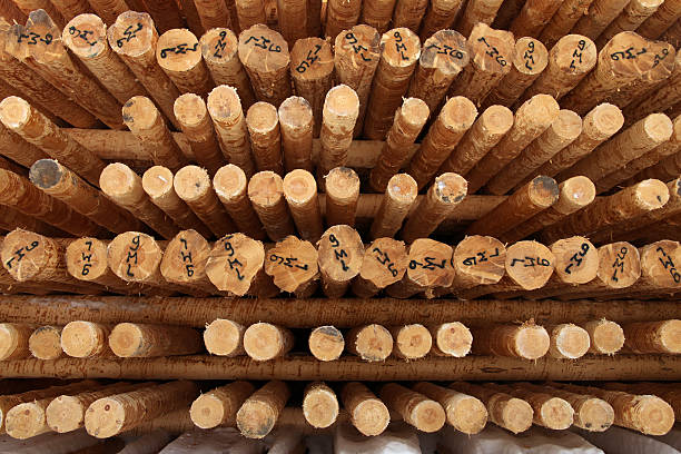 istock Rows of timber at a sawmill 505886609