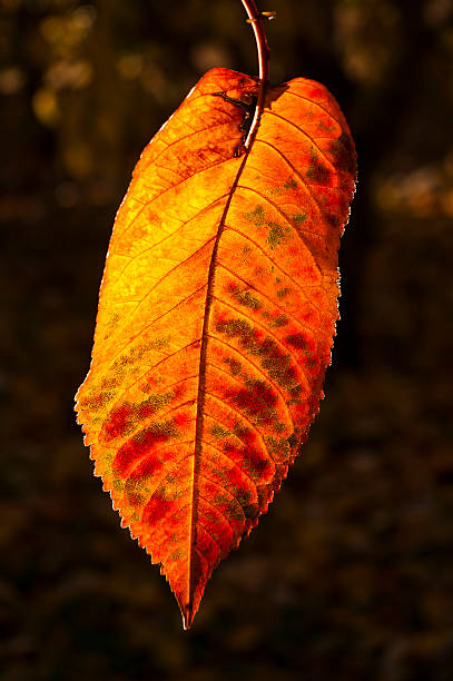 istock in autumn leaves 505886783