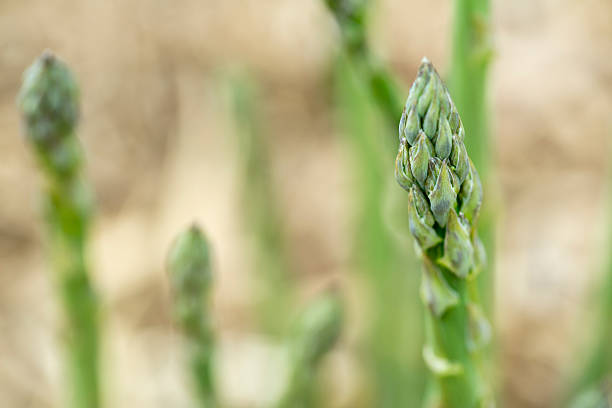 Asparagus Asparagus Plant Field, beelitz stock pictures, royalty-free photos & images