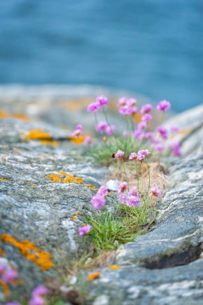 istock Gothenburg coastline 505887175