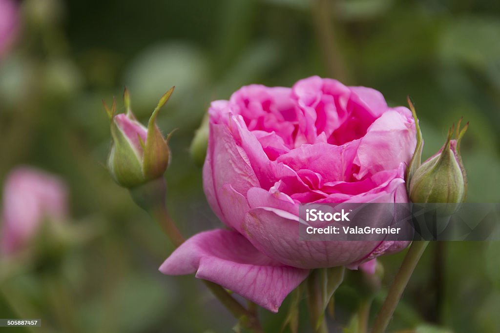 Rosa Rosa duplo com dois botões. - Royalty-free Ao Ar Livre Foto de stock