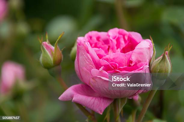 Rosa Rosa Duplo Com Dois Botões - Fotografias de stock e mais imagens de Ao Ar Livre - Ao Ar Livre, Beleza natural, Botão - Estágio de flora