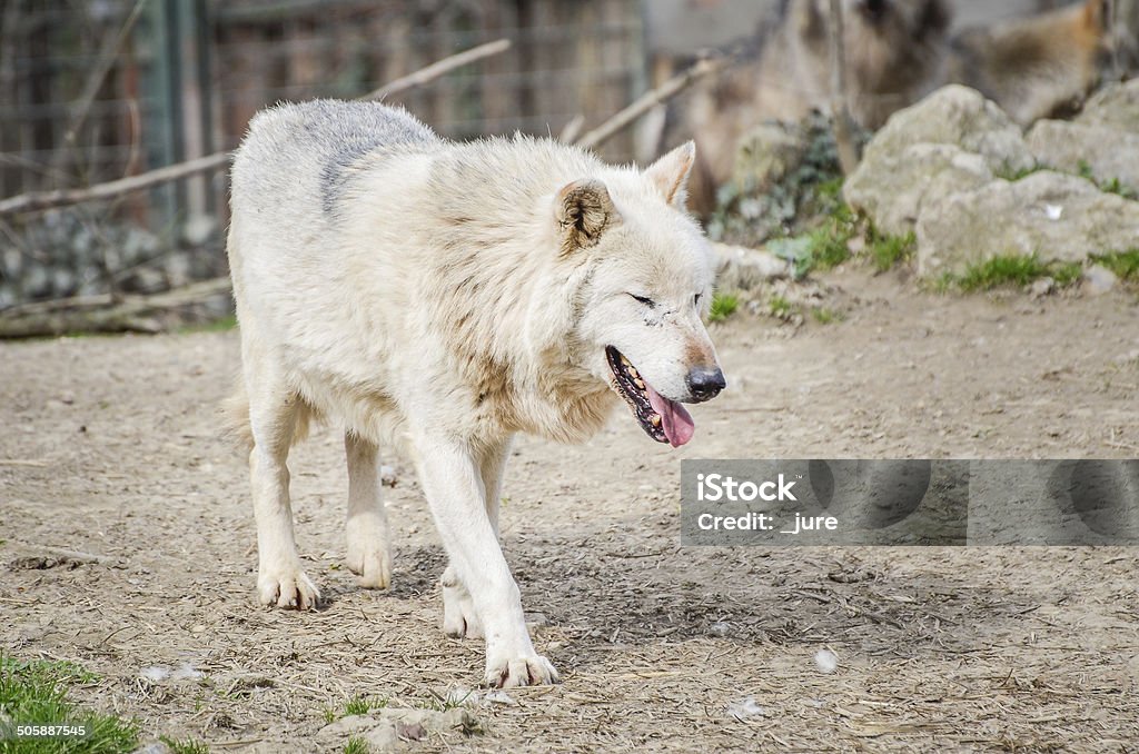 Wolf dog - Canis Lupus North American Wolf dog is running around Alertness Stock Photo
