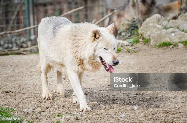 Wolf Dog Canis Lupus Stock Photo - Download Image Now - Alertness, Animal, Animal Body Part