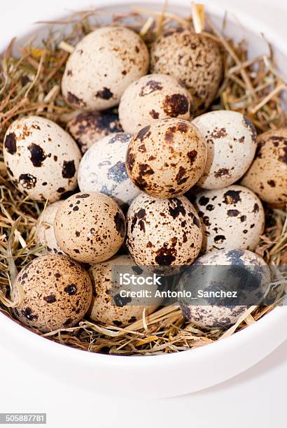 Перепелиное Яйцо — стоковые фотографии и другие картинки Белый - Белый, Вертикальный, Веснушка