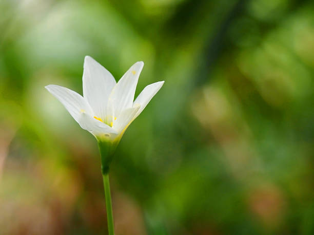 istock White rain lily Flower 505888311