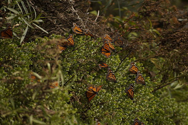 istock Monarch Butterfly - Mariposa Monarca 505888370