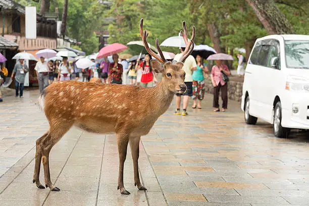 Deer at Nara, Japan.