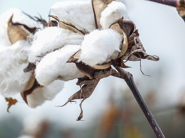 istock Cotton Bolls with Fluffy Locks and Burs Against Blue Sky 505888666