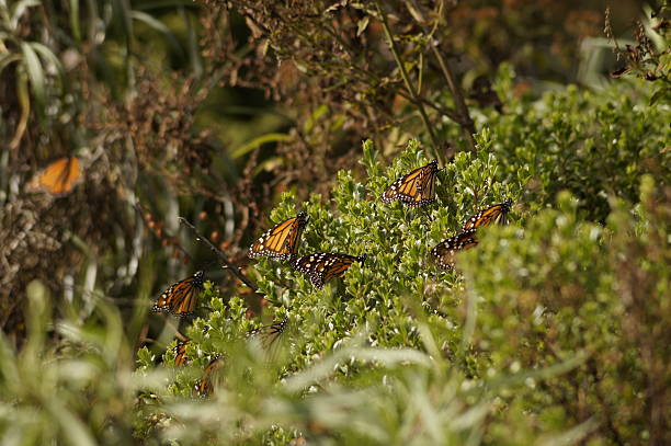 istock Monarch Butterfly - Mariposa Monarca 505888816