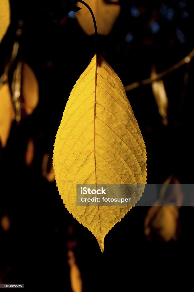 Leaf in autumn leaves  Abstract Stock Photo