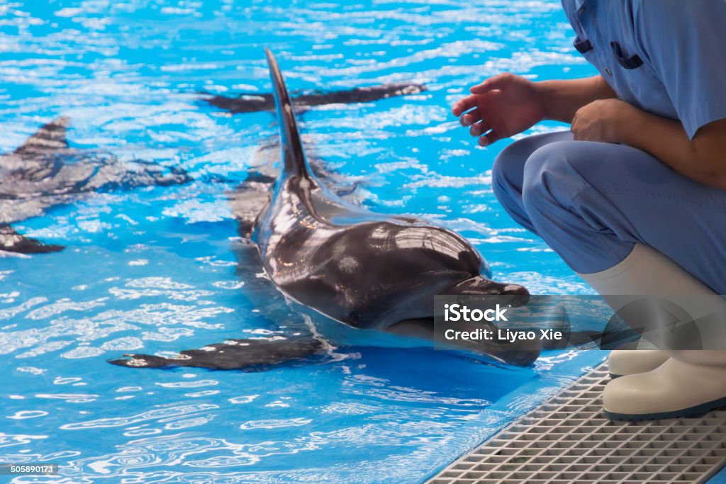 Dolphin Dolphin communicating with people Animal Stock Photo