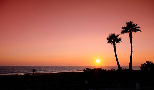 istock Sunset with palms in Cadiz, Spain. 505890239
