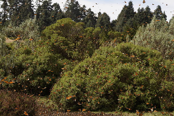istock Monarch Butterfly - Mariposa Monarca 505890254