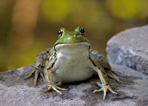 A Northern Green Frog (Rana clamitans melanota) in front view, sitting on rocks near a pond.