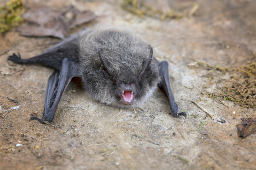 Little Brown Bat (Pipistrellus pipistrellus) - face to viewer