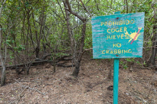 Wooden No Crabbing sign written in Spanish stands on edge of thick vegetation of marsh on the Caribbean island of Isla Culebra