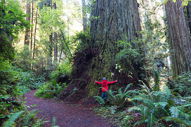 criança na redwood forest - ancient tree usa california - fotografias e filmes do acervo