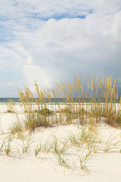 istock White Sand Florida Beach with Sea Oats 505891499