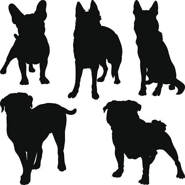 Vector illustration of vector silhouettes of different breeds of dogs in various poses