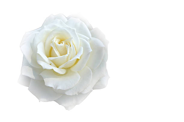 istock Soft blur focus white rose on white blackground 505891700