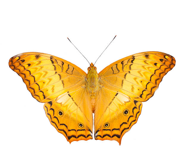 istock butterfly on a flower 505891916