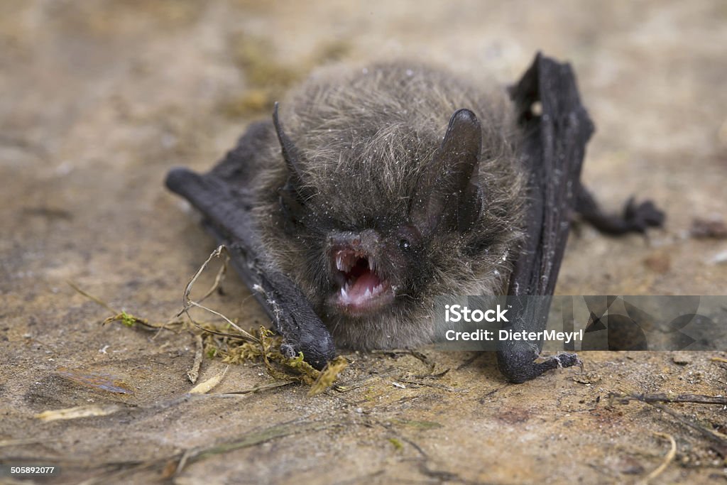 작은갈색박쥐 (pipistrellus pipistrellus - 로열티 프리 갈색 스톡 사진