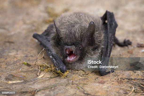 작은갈색박쥐 Pipistrellus Pipistrellus 갈색에 대한 스톡 사진 및 기타 이미지 - 갈색, 광견병, 박쥐