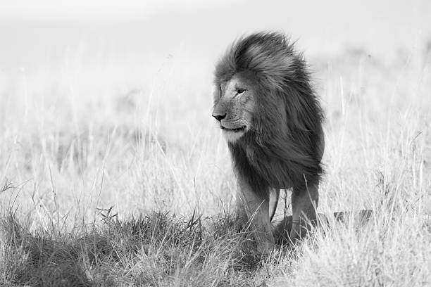 istock Male Lion on the savannah 505892445