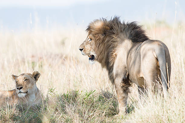 istock Lions in the wild 505892447