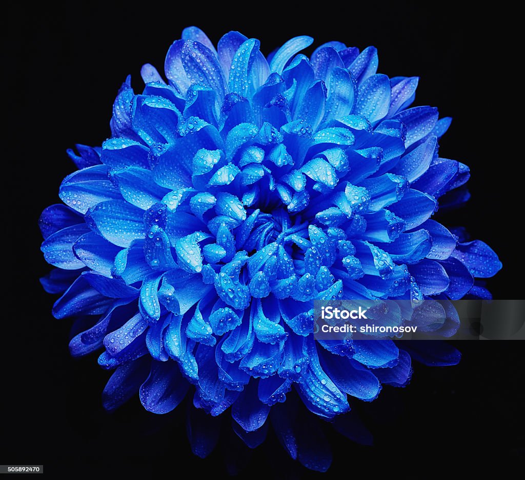 Fresh chrysanthemum Low key of blue chrysanthemum with water drops on its petals Blue Stock Photo