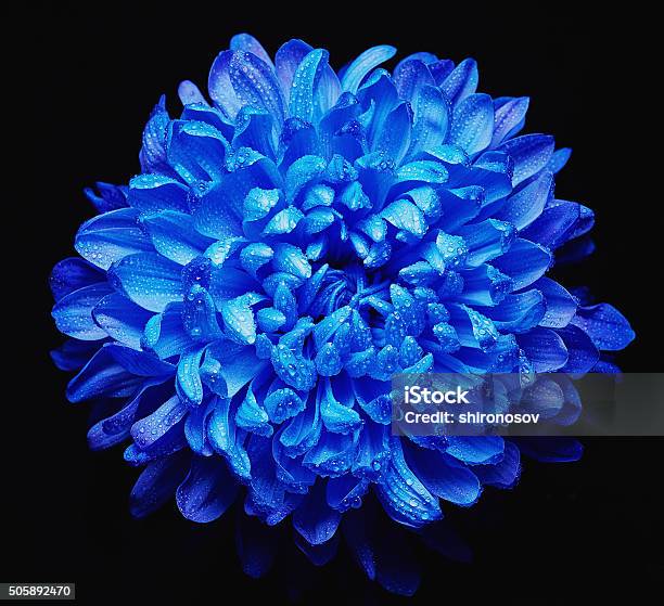Fresh Chrysanthemum Stock Photo - Download Image Now - Blue, Botany, Chrysanthemum