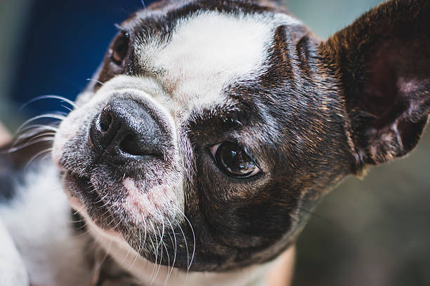 istock Portrait of Boston Terrier 505892499