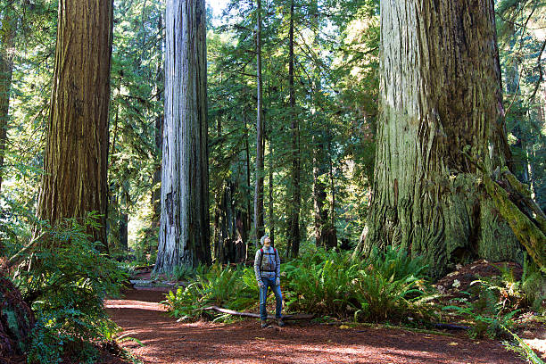 uomo nella foresta di redwood - redwood sequoia california redwood national park foto e immagini stock