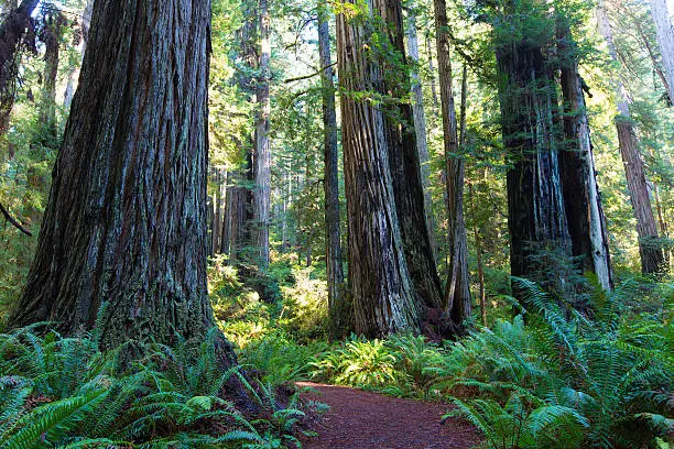Photo of redwood forest