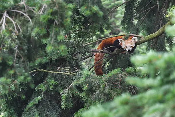 Red panda vulnerable species of animals is resting on conifer tree branches